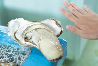 広田湾産カキ